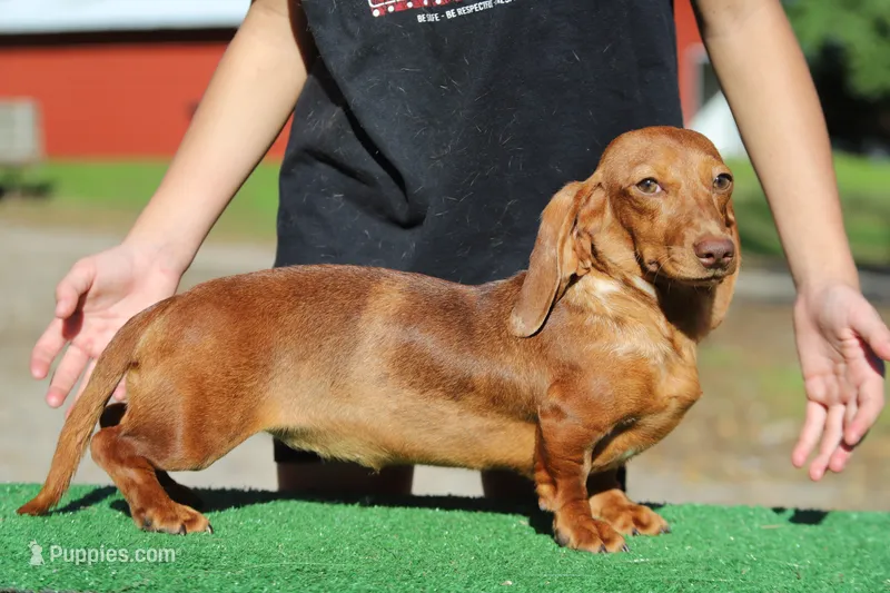 Addie f – Miniature Dachshund puppy for sale in Elysian, MN