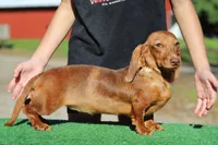 Addie f, a female Miniature Dachshund for sale in Elysian, MN – 1 of 1