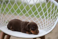 Pip x Buck F, a female Miniature Dachshund for sale in Elysian, MN – 3 of 3