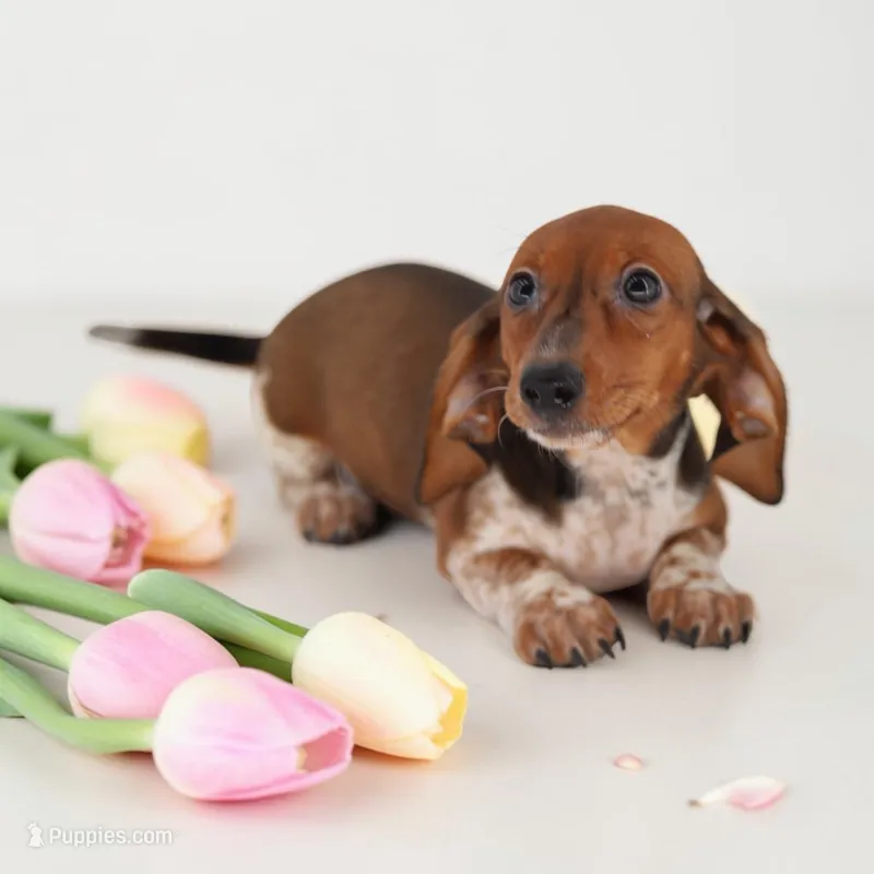 Ruin F3 – Miniature Dachshund puppy for sale in Elysian, MN