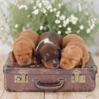 Ruin girl, a female Miniature Dachshund for sale in Elysian, MN – 2 of 2