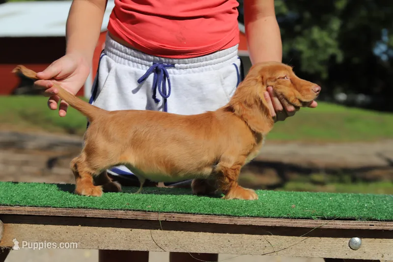 Tada M2 – Miniature Dachshund puppy for sale in Elysian, MN