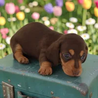 Tada F, a female Miniature Dachshund for sale in Elysian, MN – 1 of 1