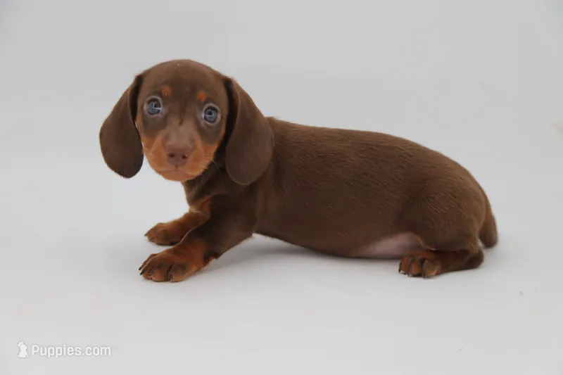 Lego F – Miniature Dachshund puppy for sale in Elysian, MN