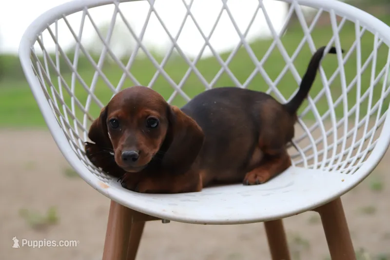 Bling x Fame F – Miniature Dachshund puppy for sale in Elysian, MN