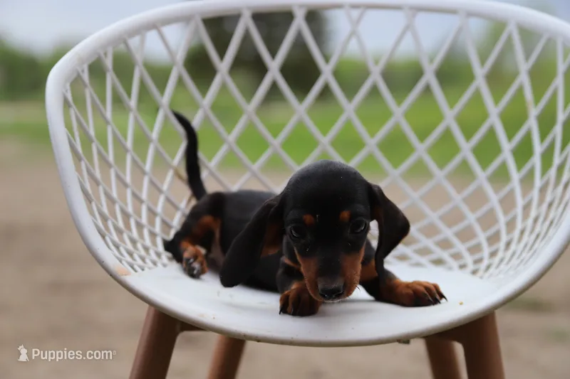 Snickers f2 – Miniature Dachshund puppy for sale in Elysian, MN