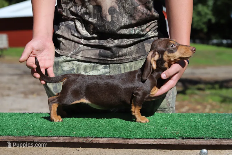 Tada F – Miniature Dachshund puppy for sale in Elysian, MN