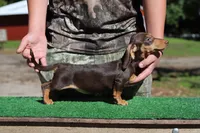 Tada F, a female Miniature Dachshund for sale in Elysian, MN – 1 of 2