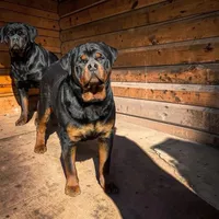 Sieger, a male Rottweiler for sale in Elysian, MN – Photo 2 of 2