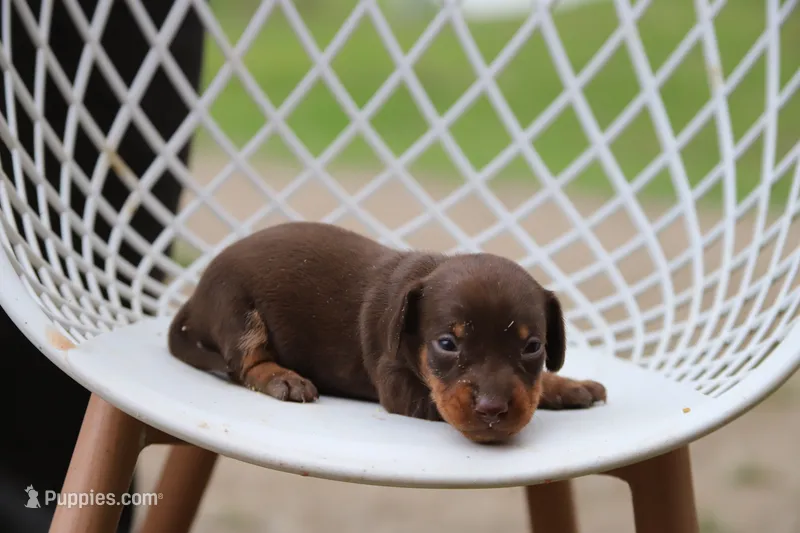 Pip x Buck F – Miniature Dachshund puppy for sale in Elysian, MN