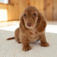 Tada M2, a male Miniature Dachshund for sale in Elysian, MN – 3 of 5