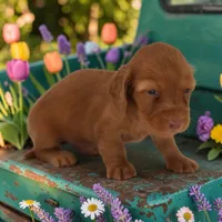 Tada M2, a male Miniature Dachshund for sale in Elysian, MN – 1 of 2