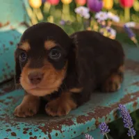 Tada M3, a male Miniature Dachshund for sale in Elysian, MN – 1 of 2