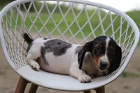Penny x Buck F, a female Miniature Dachshund for sale in Elysian, MN – 3 of 4