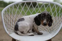 Penny x Buck M1, a female Miniature Dachshund for sale in Elysian, MN – 3 of 4