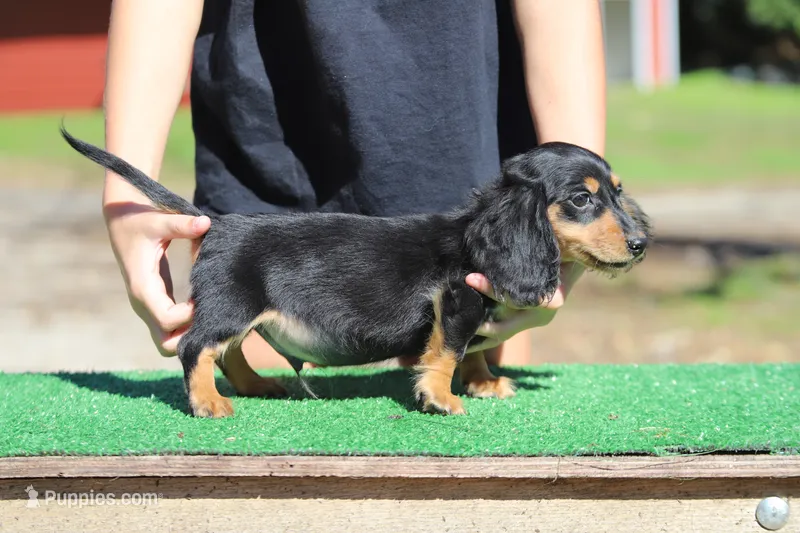 Destiny M – Miniature Dachshund puppy for sale in Elysian, MN