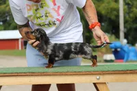 Chatty F, a female Miniature Dachshund for sale in Elysian, MN – Photo 2 of 4