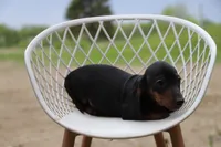 Chatty m2, a male Miniature Dachshund for sale in Elysian, MN – 2 of 2