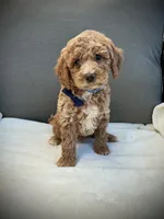George, a male Miniature Goldendoodle for sale in Fredericksburg, OH – 5 of 10