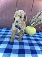 Teddy, a male Miniature Goldendoodle for sale in Fredericksburg, OH – 1 of 10
