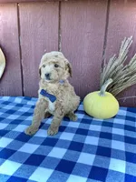 Teddy, a male Miniature Goldendoodle for sale in Fredericksburg, OH – 8 of 10