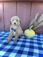 Teddy, a male Miniature Goldendoodle for sale in Fredericksburg, OH – 7 of 10