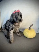 Lily, a female Miniature Goldendoodle for sale in Fredericksburg, OH – 4 of 9