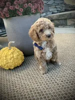 George, a male Miniature Goldendoodle for sale in Fredericksburg, OH – 2 of 10