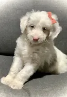 Lucy, a female Miniature Aussiedoodle for sale in Fredericksburg, OH – Photo 9 of 10