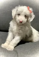 Lucy, a female Miniature Aussiedoodle for sale in Fredericksburg, OH – Photo 5 of 10