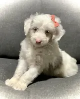 Lucy, a female Miniature Aussiedoodle for sale in Fredericksburg, OH – Photo 4 of 10