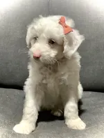 Lucy, a female Miniature Aussiedoodle for sale in Fredericksburg, OH – Photo 2 of 10