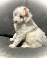 Lucy, a female Miniature Aussiedoodle for sale in Fredericksburg, OH – Photo 7 of 10