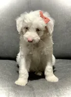 Lucy, a female Miniature Aussiedoodle for sale in Fredericksburg, OH – Photo 10 of 10