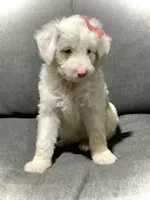 Lucy, a female Miniature Aussiedoodle for sale in Fredericksburg, OH – Photo 1 of 10