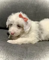 Lucy, a female Miniature Aussiedoodle for sale in Fredericksburg, OH – Photo 6 of 10