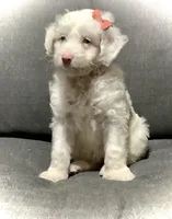 Lucy, a female Miniature Aussiedoodle for sale in Fredericksburg, OH – Photo 3 of 10