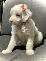 Lucy, a female Miniature Aussiedoodle for sale in Fredericksburg, OH – Photo 8 of 10