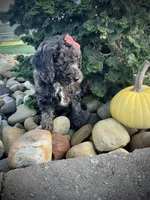 Patsy, a female Miniature Goldendoodle for sale in Fredericksburg, OH – 2 of 8