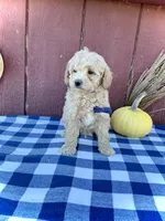 Scout, a male Miniature Goldendoodle for sale in Fredericksburg, OH – 8 of 10