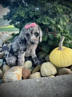 Lily, a female Miniature Goldendoodle for sale in Fredericksburg, OH – 9 of 9