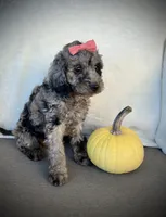 Lily, a female Miniature Goldendoodle for sale in Fredericksburg, OH – 8 of 9
