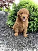 Ivory, a female Miniature Goldendoodle for sale in Fredericksburg, OH – Photo 10 of 10