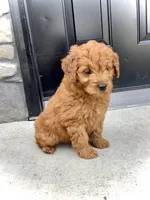Ivory, a female Miniature Goldendoodle for sale in Fredericksburg, OH – Photo 5 of 10