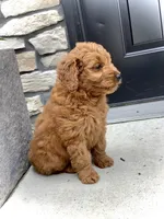 Ivory, a female Miniature Goldendoodle for sale in Fredericksburg, OH – Photo 7 of 10