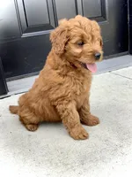 Ivory, a female Miniature Goldendoodle for sale in Fredericksburg, OH – Photo 3 of 10