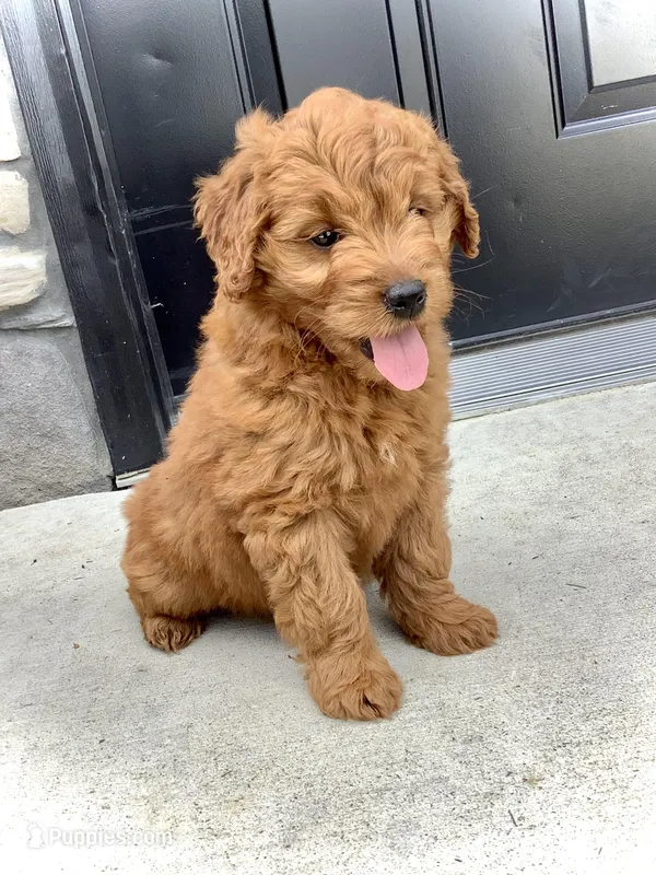 Ivory, a female Miniature Goldendoodle for sale in Fredericksburg, OH – Photo 1 of 10