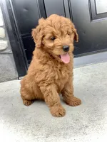 Ivory, a female Miniature Goldendoodle for sale in Fredericksburg, OH – Photo 1 of 10