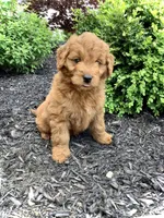 Ivory, a female Miniature Goldendoodle for sale in Fredericksburg, OH – Photo 8 of 10