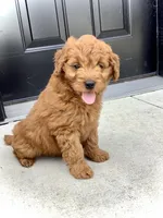 Ivory, a female Miniature Goldendoodle for sale in Fredericksburg, OH – Photo 9 of 10